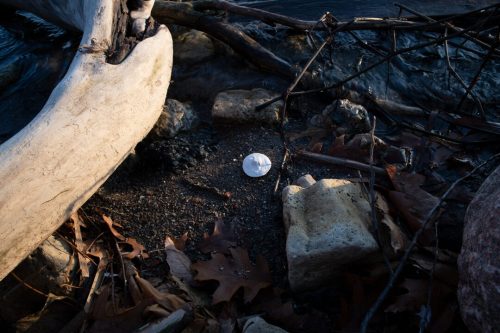 No Vacant Wild, Lake Ontario, 2022, Photo: Anyse Ducharme