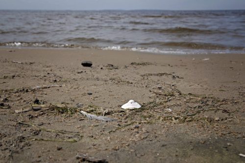 No vacant wild_North Bay_Anyse Ducharme